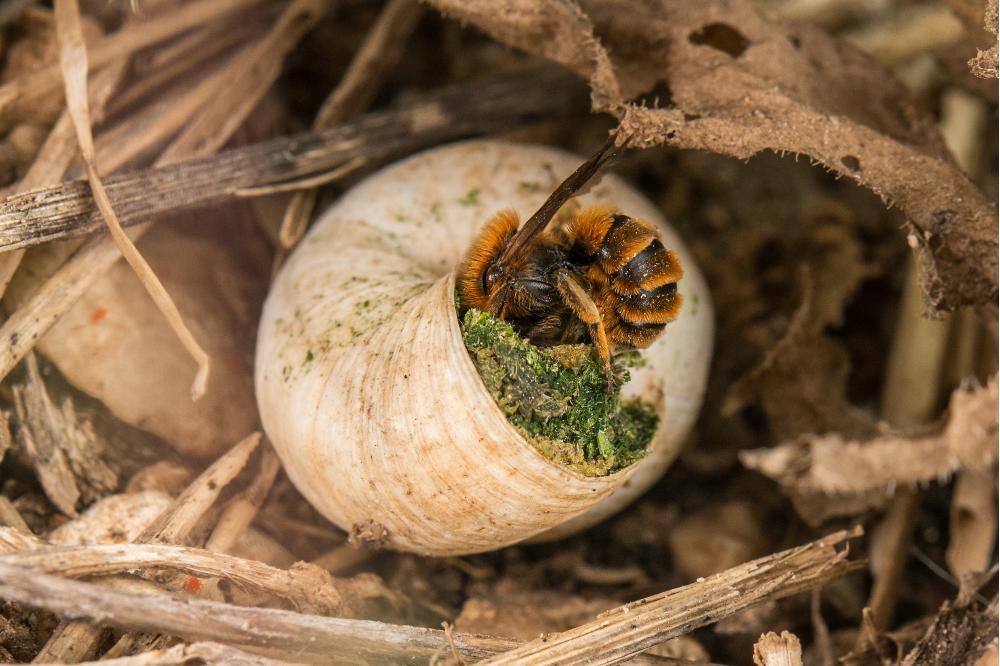 Herbstpflege, die summt: Den Garten und Wildbienen fit für den Winter machen